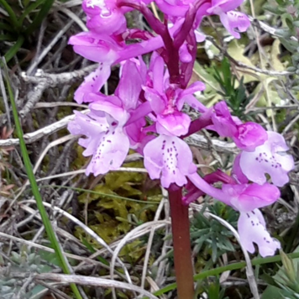 Orchis olbiensis